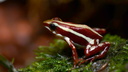 Epipedobates tricolor (7966 visits) Epipedobates tricolor