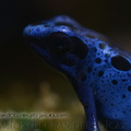 <h1><i>Dendrobates azureus</i></h1>