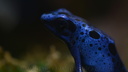 Dendrobates azureus (7194 visits) Dendrobates azureus