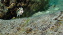 Cichlidés et non cichlidés du lac Tanganyika.