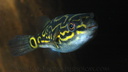 tetraodon-biocellatus-a