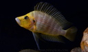 Altolamprologus compressiceps "golden head" (Kantalamba).