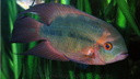 Hypselecara temporalis