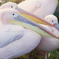 Pélicans au zoo de Londres.