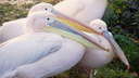 Pélicans au zoo de Londres.