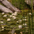 Les Nymphea.