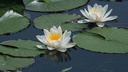 Nymphea sp.
