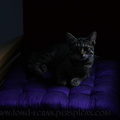 chat