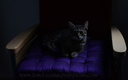chat
