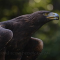 Aquila chrysaetos (Aigle royal).