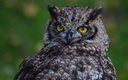 Hibou