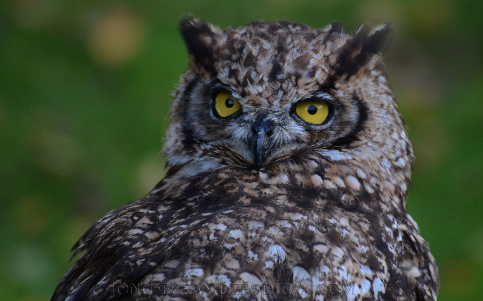 hibou.jpg