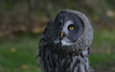 Strix nebulosa (Chouette lapone).