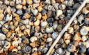 Neothauma tanganicense