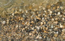 Neothauma tanganicense