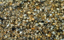 Neothauma tanganicense