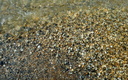 Neothauma tanganicense