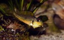 Callochromis melanostigma