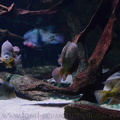 Aquarium d'Amérique centrale