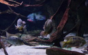 Aquarium d'Amérique centrale