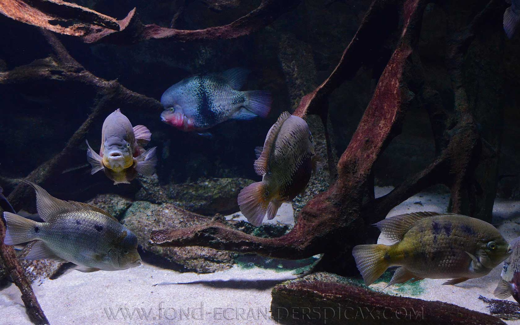 aquarium-portedoree-a.jpg