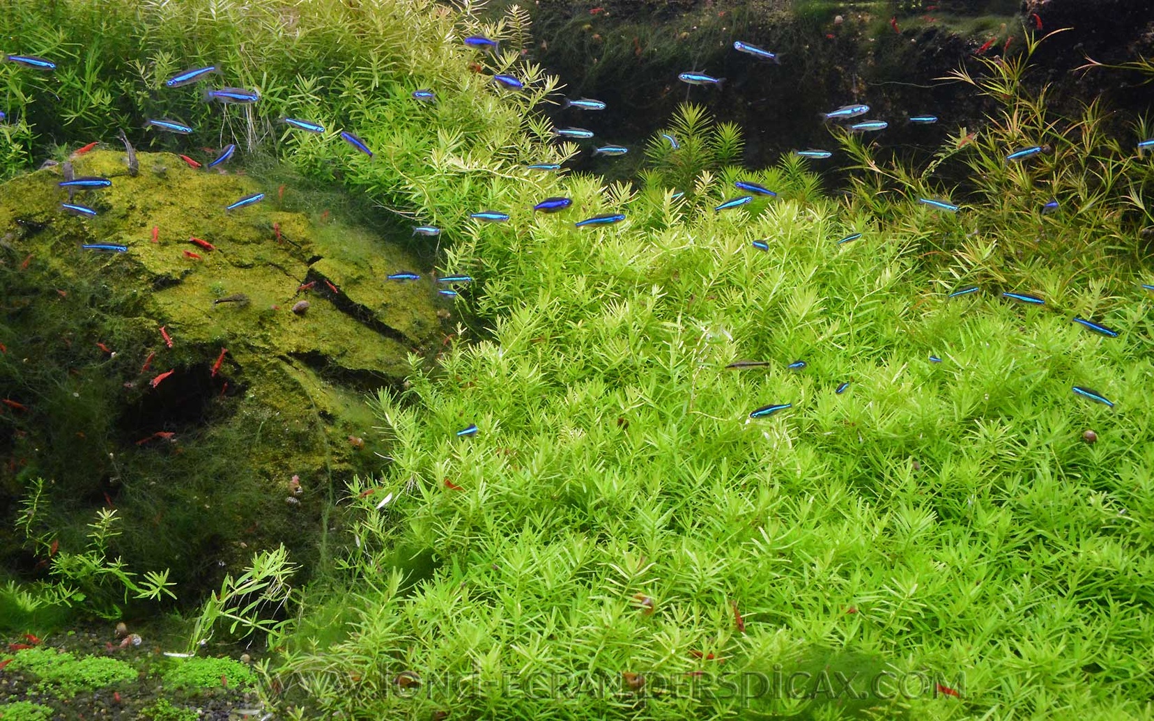 aquarium-portedoree-d.jpg