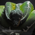 Corallus caninus