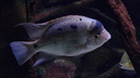 Vieja argentea (Aquarium de la porte Dorée)
