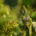Mantis religiosa (Mante religieuse)