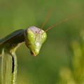 Mante religieuse (Mantis religiosa)