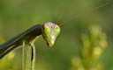 Mante religieuse (Mantis religiosa)