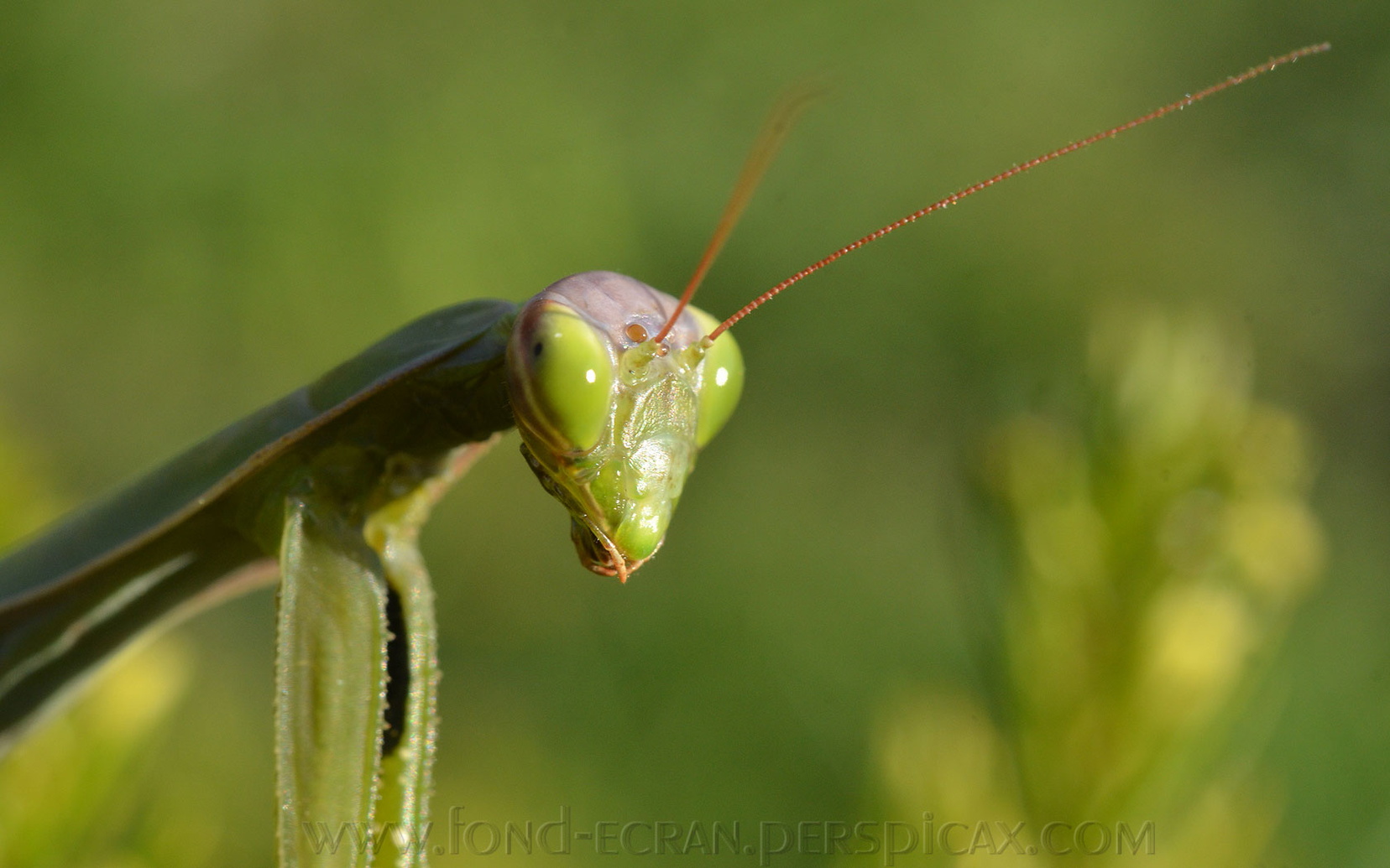 mantis-b.jpg