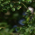 Aegithalos caudatus (Mésange à longue queue).