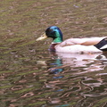 Anas platyrhynchos