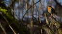 Rouge-gorge chantant