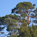 Pinus pinaster (Pin maritime)
