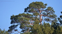 Pinus pinaster (Pin maritime)