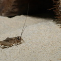 Acheta domestica (Grillon)
