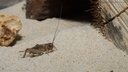 Acheta domestica (Grillon)
